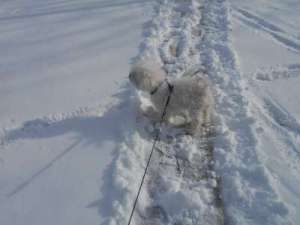 Penny In PJ's Tracks